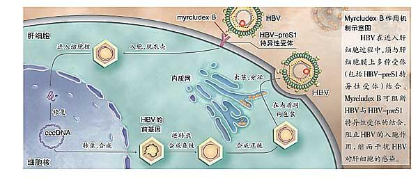 病毒性肝炎发病机制 北京市病毒性肝炎发病下降两成多