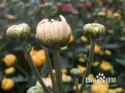 菊花的养护 菊花的养护方法 菊花怎么养？菊花的养护方法