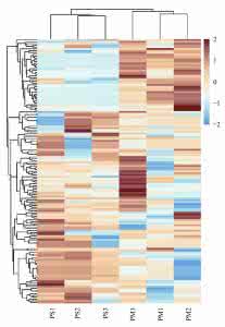水稻稻瘟病抗性基因 水稻抗稻瘟病基因Pi35基因内特异SNP共显性分子标记开发及应用研究