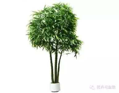 佛肚竹盆栽 光彩照人的佛肚竹，盆栽也是棒棒哒