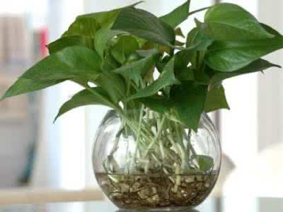 水培绿萝的养殖方法 水培绿萝的养殖方法 家庭如何养水培植物 水培绿萝的养殖方法