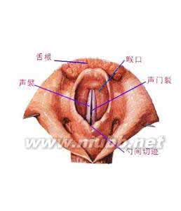 咽喉痛可以吃牛肉吗 咽喉痛可以吃鱼吗？