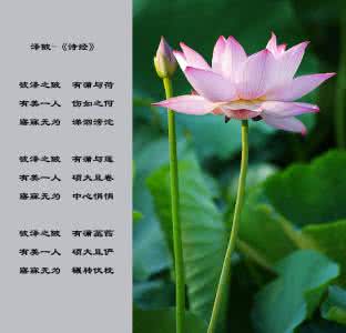 彼泽之陂,有蒲与荷 泽陂