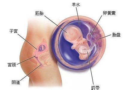 怀孕十一周胎儿高清图 怀孕11周注意事项