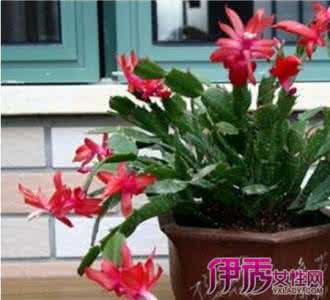 盆栽花卉 怎样判断盆栽花卉是否缺水?