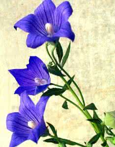 桔梗花的花语和传说 桔梗花的传说及花语