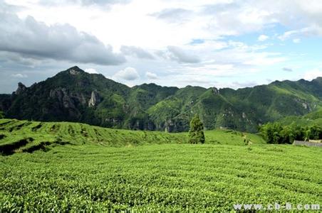 政和工夫红茶 政和工夫茶 政和工夫茶简介_政和工夫茶的产地