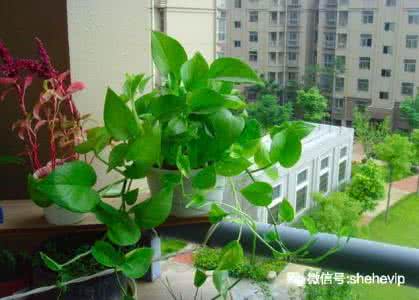 家里摆放什么植物好 家里摆放什么植物好 家里的植物不是随便来摆放的,教你如何正确选购植物!