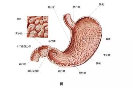 胃炎和胃癌的区别 胃炎和胃癌的区别 从胃炎到胃癌仅有四步