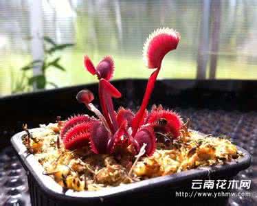 捕蝇草种植方法 捕蝇草种子怎么种 捕蝇草的种植方法介绍