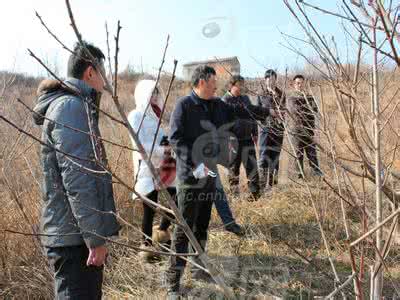 桃树修剪技术视频全集 桃树修剪技术视频全集 桃树修剪技术讲解