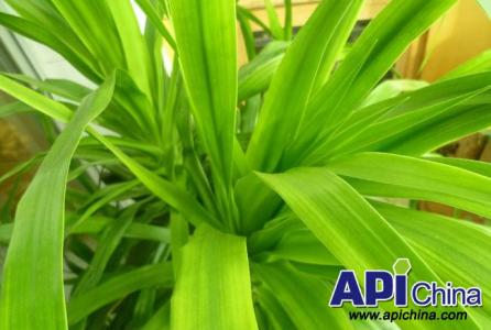 龙须树叶子发黄 养殖的龙须树叶子发黄怎么办