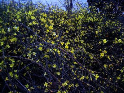 迎春花在什么季节开放 春天来了，迎春花开放了