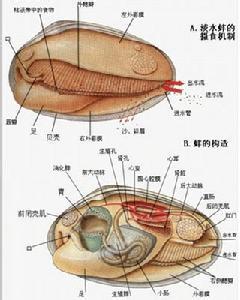 软体动物 软体动物 软体动物试题