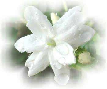 御剑情缘仆从浅浅 远远近近的你，浅浅淡淡的缘