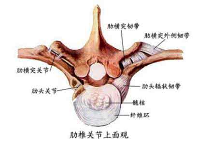针刀治疗强直性脊柱炎 脊柱的解剖与针刀疗法