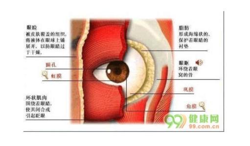 人体眼睛结构图泪囊 人体眼睛结构图