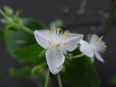 开在记忆深处的花800字 开在记忆深处的花