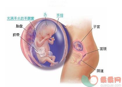 胎儿骨骼发育时间 胎儿骨骼发育时间 胎儿骨骼发育的过程是什么?