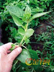 中药大全图片及名称 凉粉草 凉粉草(中草药名称:凉粉草)(中药大全科目:唇形科)