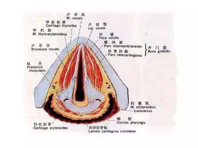 如何根治声带白斑 声带闭合不全 声带闭合是什么意思？