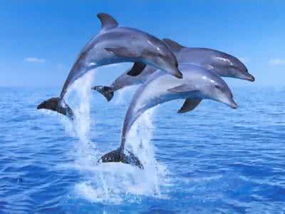 梦见海豚 海豚 梦见海豚_海豚