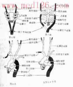 弓字的演变 【弓】字的来历和演变