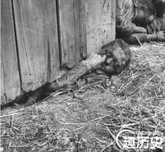 蟑螂怎么消灭 纳粹集中营真实焚尸：遍地死尸 实行肉体消灭！