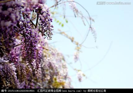 紫藤萝和紫藤花一样吗 紫藤花与紫藤萝区别 壮观的紫藤萝大瀑布 紫藤的介绍与养殖方法