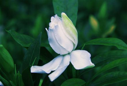 栀子花花期 栀子花花期时间