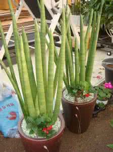虎尾兰 芦荟 虎尾兰