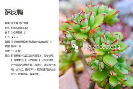公路养护工作心得体会 公路养护工作心得体会 多肉植物养护的90条建议、心得、体会