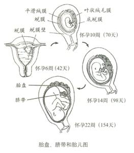 妊娠期母体的变化ppt 孕早期母体的变化