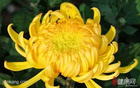 菊花明目 菊花蒸茄子，清热明目