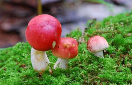 野生红菇价格 野生红菇 红菇价格高吗？野生红菇