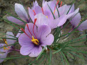 家庭花卉养殖知识大全 【花卉知识】 藏红花的养殖方法