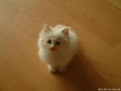 自己家繁殖龙猫赚钱吗 家猫的繁殖和饲养