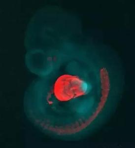 心脏的秘密 这11条心脏的秘密，很多人都不知道！