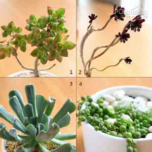 景天科多肉植物 【多肉植物】景天科类多肉植物 小编带你熟识他们