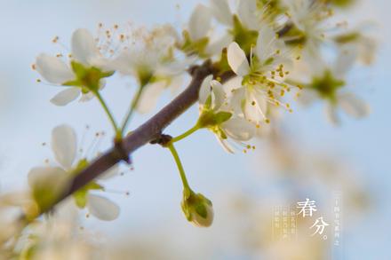 春分节气介绍 春分节气 春分节气时间介绍