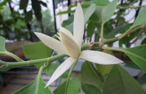 白兰花 白兰花种植 清秀淡雅白花丹  白花丹的介绍与种植技巧
