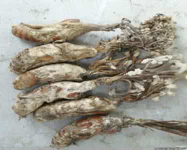 珍贵药材 体寒吃虫草，体热服蝉花（珍贵药材怎么吃）