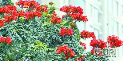 江山如画笑靥如花出处 五月，如花如歌，如诗如画