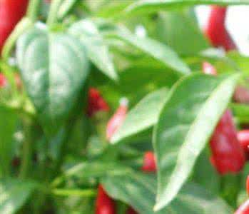 补钙佳品 惊！原来辣椒叶也是补钙佳品