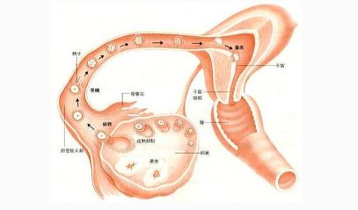 排卵期出血该怎么办 女性排卵期出血怎么回事