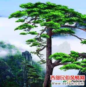松树的作用 松树的作用 松树的作用详情介绍与分析