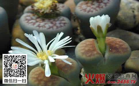 生石花怎么养 生石花怎么养(花友认识)