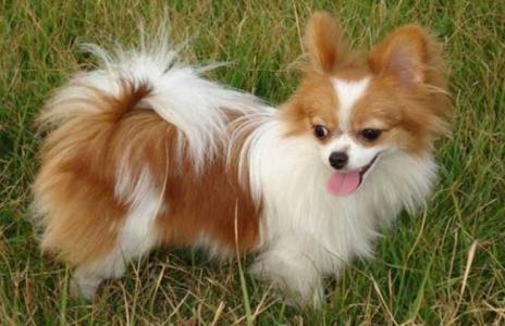蝴蝶犬多少钱一只 蝴蝶犬 蝴蝶犬多少钱一只