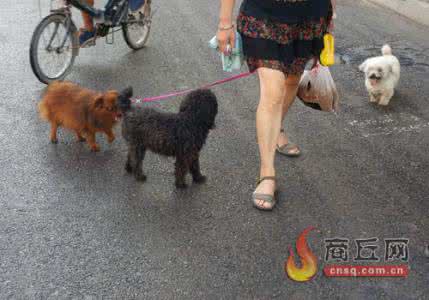 遛狗的陈先生 遛狗的“5秒原则”，这到底是坑狗还是遛狗？