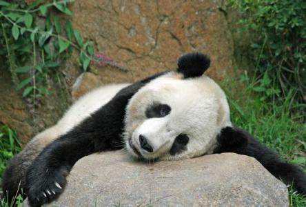 大熊猫咬人 大熊猫咬人 梦见熊猫咬人